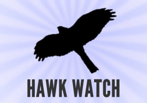 Hawkwatch