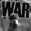 Pigeons in War