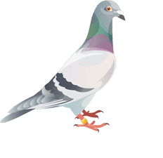 The Royal Pigeon Racing Association