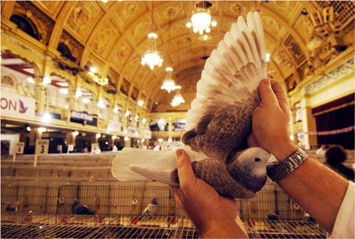 Pigeon wing in the Wintergardens