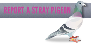 Report a lost or stray pigeon you have found
