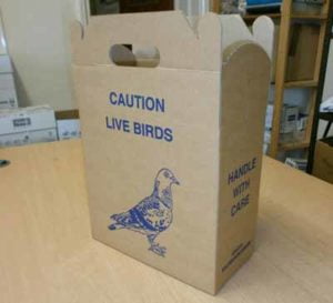 Pigeon Box